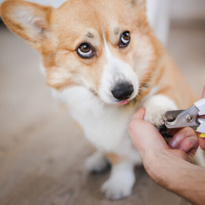 Quick clean-up services