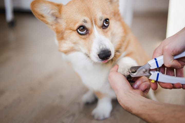 Quick clean-up services